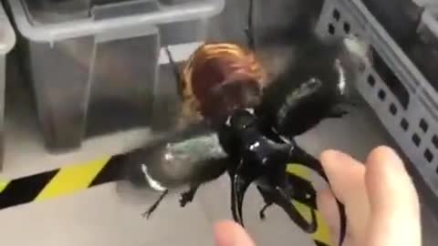 Big Beetle Flying Fast