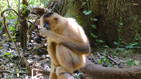 Funny monkey eating prank