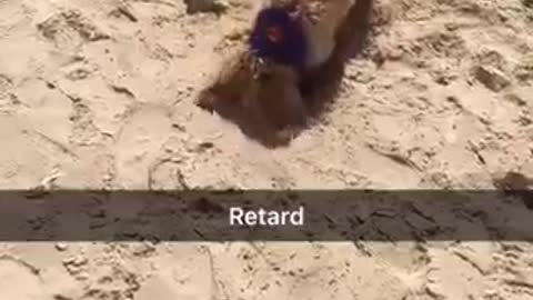Pup digs hole stick head in