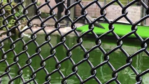 Panaewa Zoo alligator