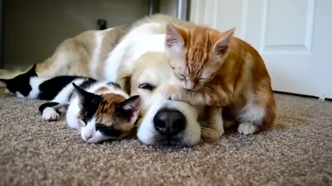 Dogs and cats love each other very much