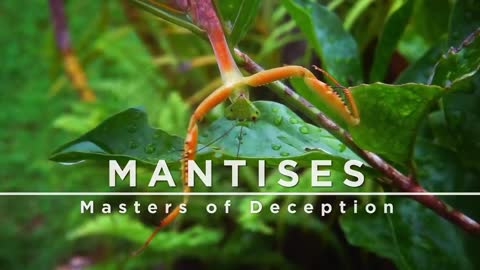 World of Mantis