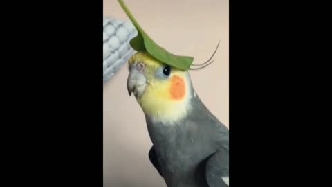 A Parrot Sings Superbly