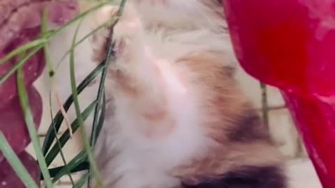 Cat video Playing Beautifull cat video