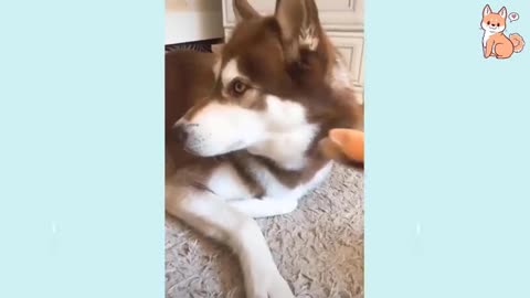Cute Funny and Cute Dogs Compilation