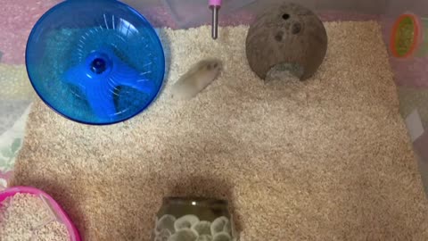 Cute Hamster Searching for a New House