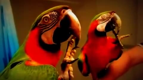 Parrot seeing itself in the mirror