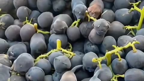 Illusion type videos, grapes or puppies watch carefully