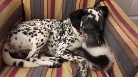 Kitten plays with large dalmatian on chair