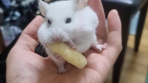 Greedy hamster eats a piece of snack