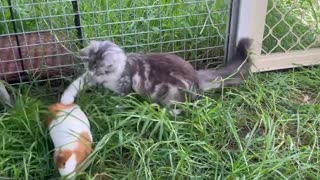 Coon cat playing with Genie Pig