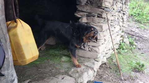 Nepali himalaya Mastiff Dog Bark