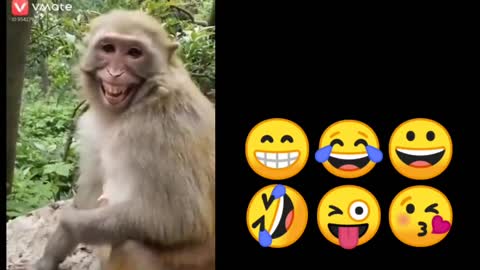 Tik Tok, Funny monkey