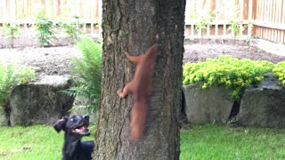 Dog and Squirrel Play Chase Around a Tree