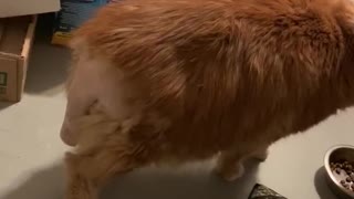 Cat Shaved for Surgery