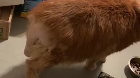 Cat Shaved for Surgery