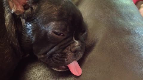 French Bulldog dreams with tongue sticking out