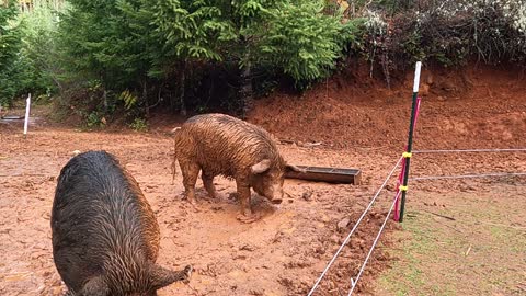 Meet Your Meat: Bear Loves to Get Dirty with the Sows
