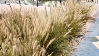 Capturing the African / Tender Fountain Grass