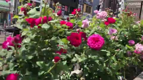 red roses decorate along the road