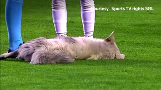 Uninvited guest: Dog invades Bolivian soccer match