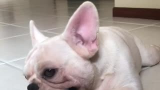 Cute white frenchie french bulldog playing with red ball