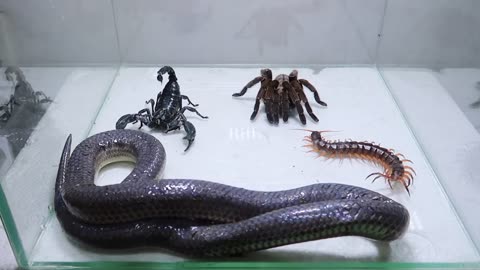 Poison snake vs scorpion vs tarantula vs spider