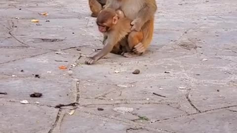 Monkey Baby owww