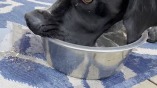 Dog's Strange Way of Drinking Makes a Splash