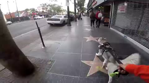 Cute Siberian Husky HOWLING At Performers STEALS THE SHOW (City Mushing Through HollyWood