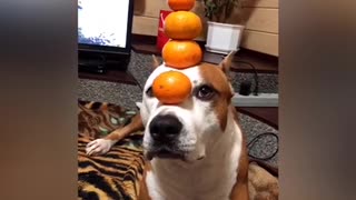 Skillful pup balances tangerines on top of head
