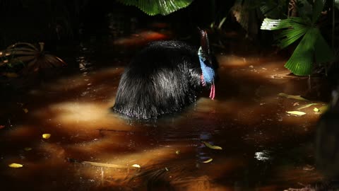 Cassowary Bathing