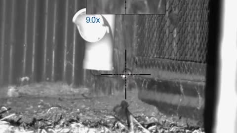 Shooting mice with fx impact pulsar digisight