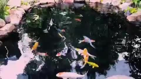 Koi fish pond