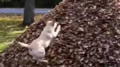 Funny Animals fails😂