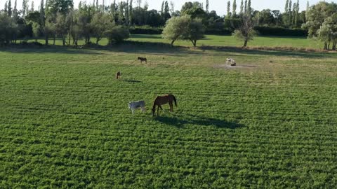 horse in a field with a foal aerial drone shot Camargue Gard France sunset