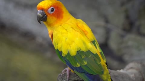 Parrot, perroquet