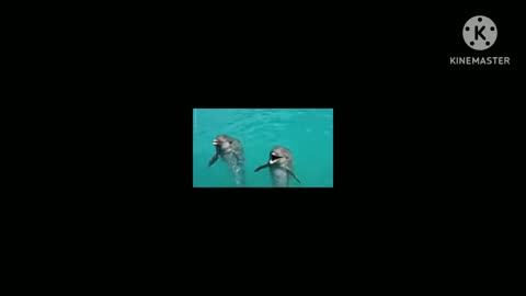 Dolphins is talentd animal is very nice