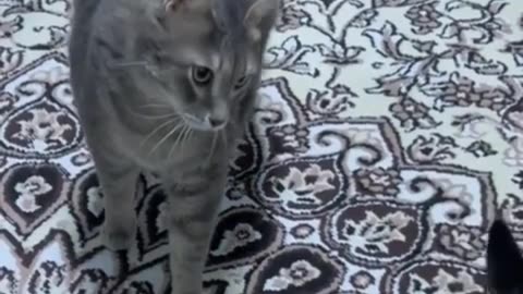 Cat video funny billi ka nya khel