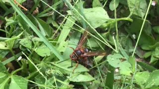 cicada hawk