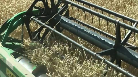 The combine goes through a field of winter wheat