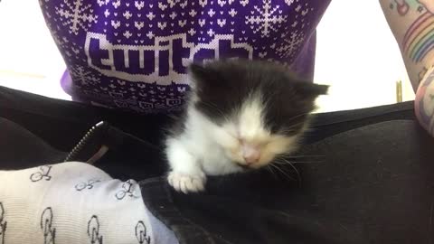 Foster kitten falls asleep in mamas lap