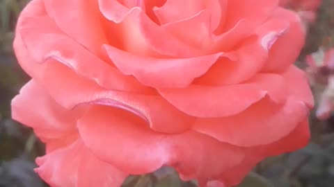 Mature scarlet rose