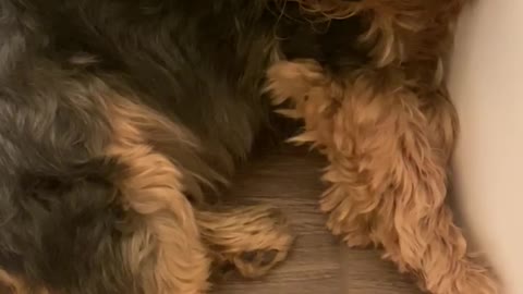 Cute Yorkie dog sleeps on toilet get mad when woken up