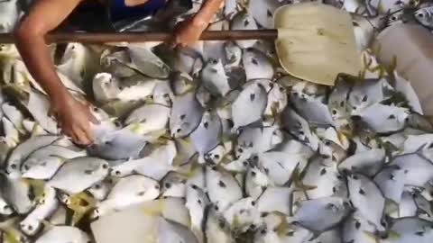 Fish everywhere