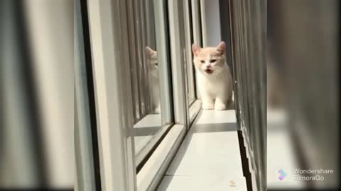 Cat look out face in mirror