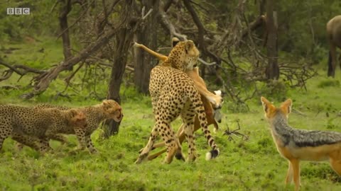 Cheetah cub fights off hungry jackals 😲 Serengeti II - BBC