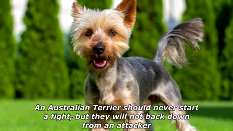 Quick Dog Facts About The Australian Terrier!