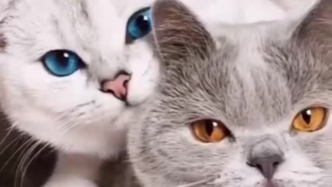 Cute Cats Couple Did You See This Before