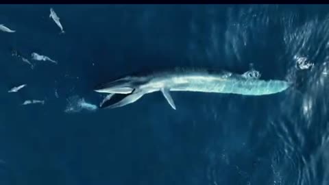 AMAZING VIEW OF A WHALE FEEDING